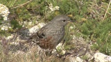 Video of Alpine Accentor - Alpine Accentor finding insects in the top of the mountain.